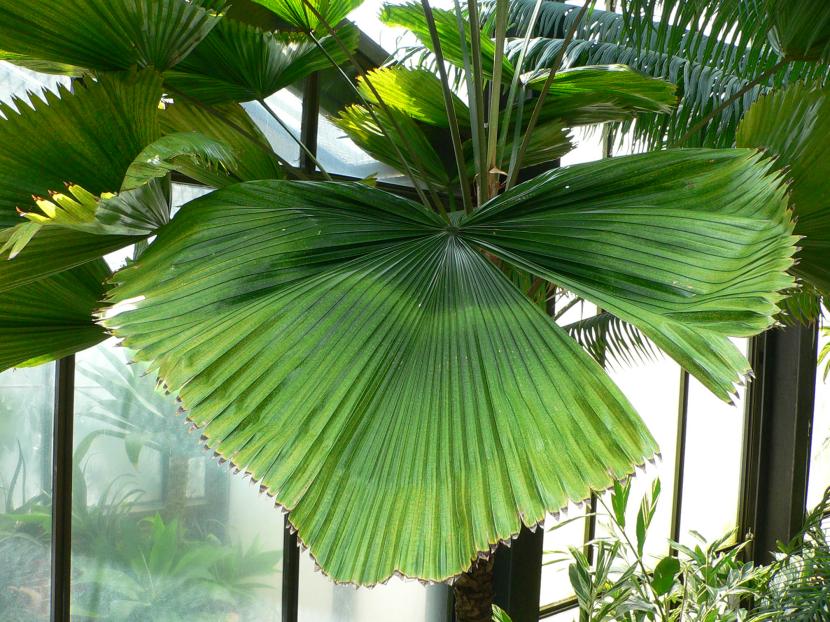 Licuala grandis: cuidados de la palmera de hoja circular