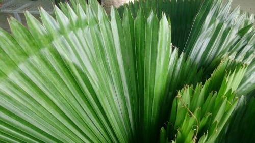 Detalle de la hoja circular plisada de Licuala grandis