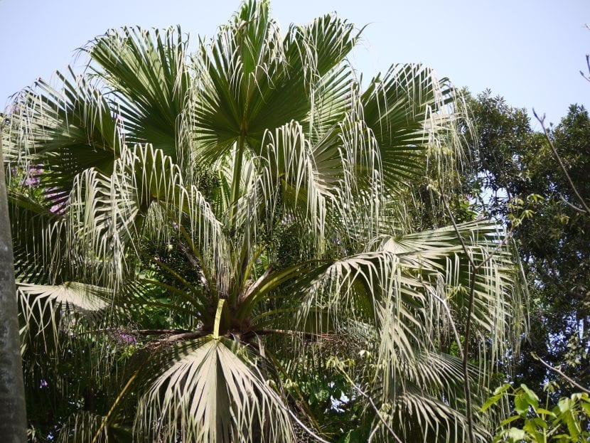 Detalle de las hojas segmentadas de Livistona chinensis