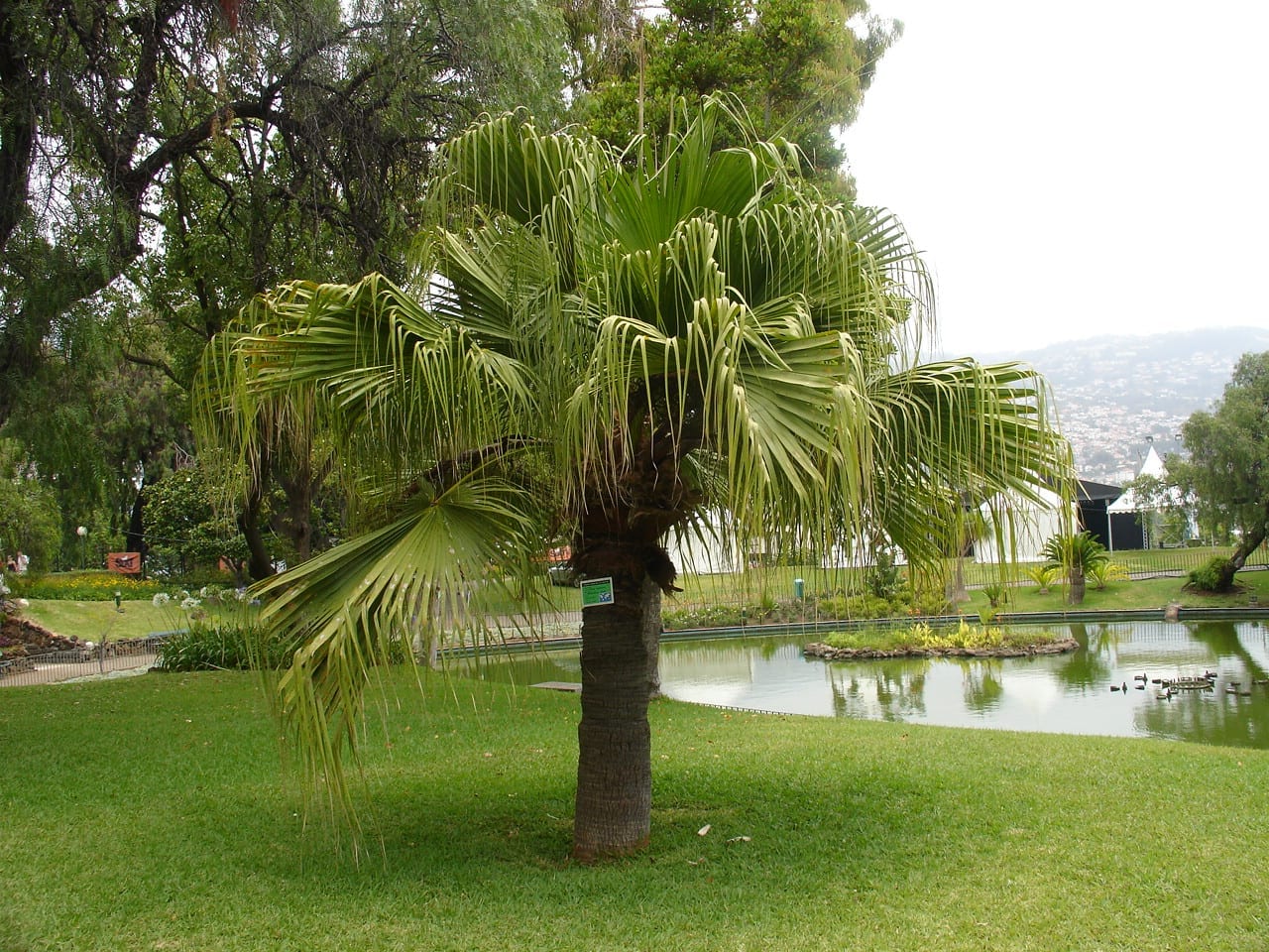 Livistona chinensis: cultivo, riego y frío que resiste
