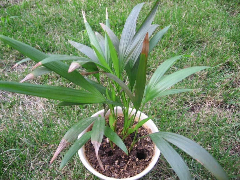 Palmera areca, Dypsis lutescens, con sus cañas amarillentas agrupadas