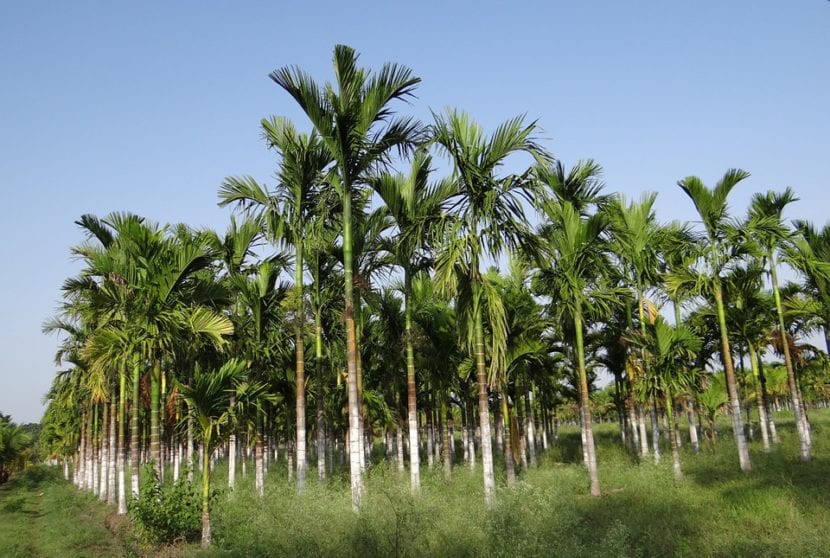 Hojas pinnadas y arqueadas de la palmera areca