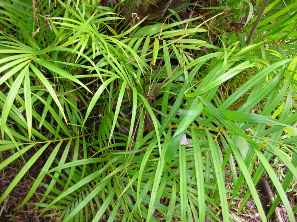 Palmera areca: cuidados reales de la Dypsis lutescens