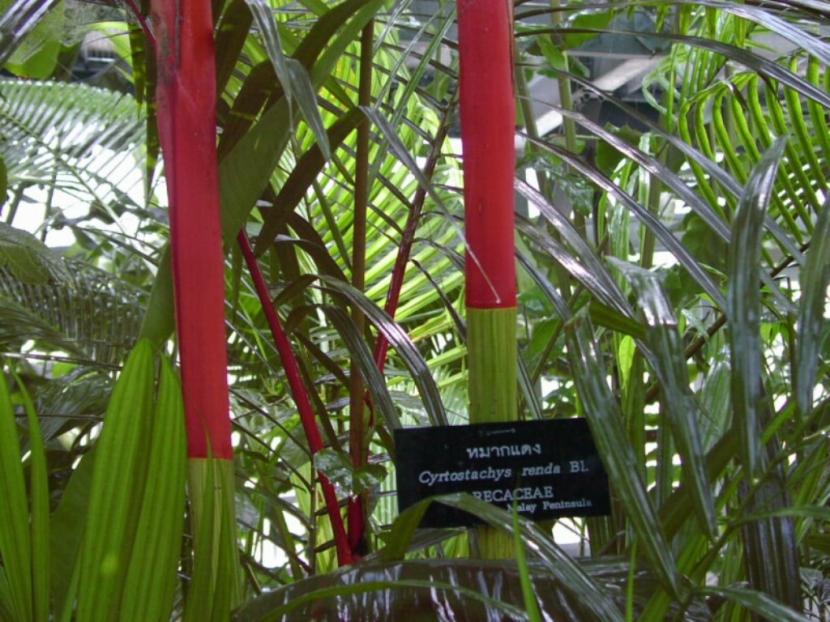 Detalle de los troncos y las vainas rojas de una mata de Cyrtostachys