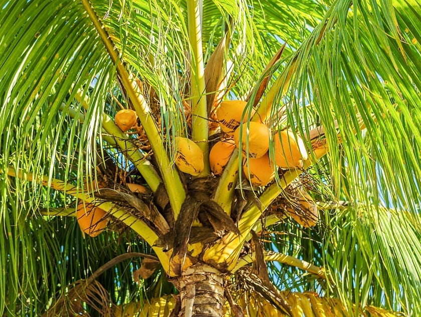 Cocotero cargado de cocos verdes