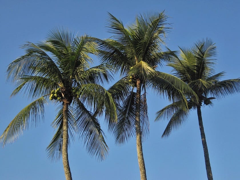 Cocotero: origen, botánica y características de Cocos nucifera