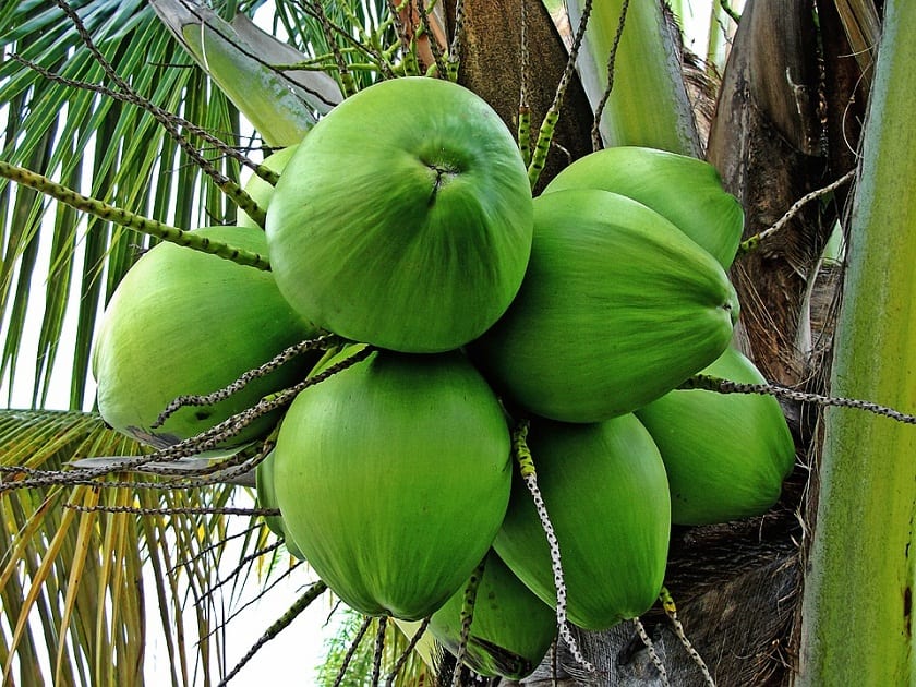 Frutos de cocotero maduros con la fibra exterior
