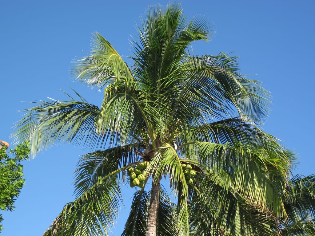 Origen de las palmeras: de dónde vienen y cómo crecen