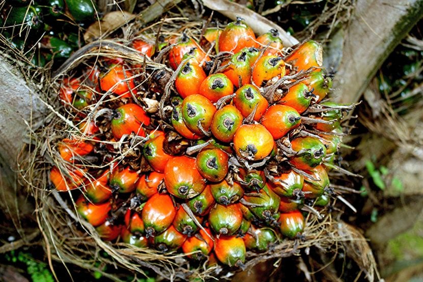 Semillas y frutos de Elaeis guineensis