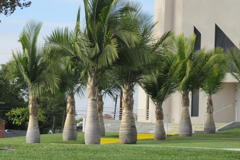Detalle de las hojas pinnadas y arqueadas de la palma augusta