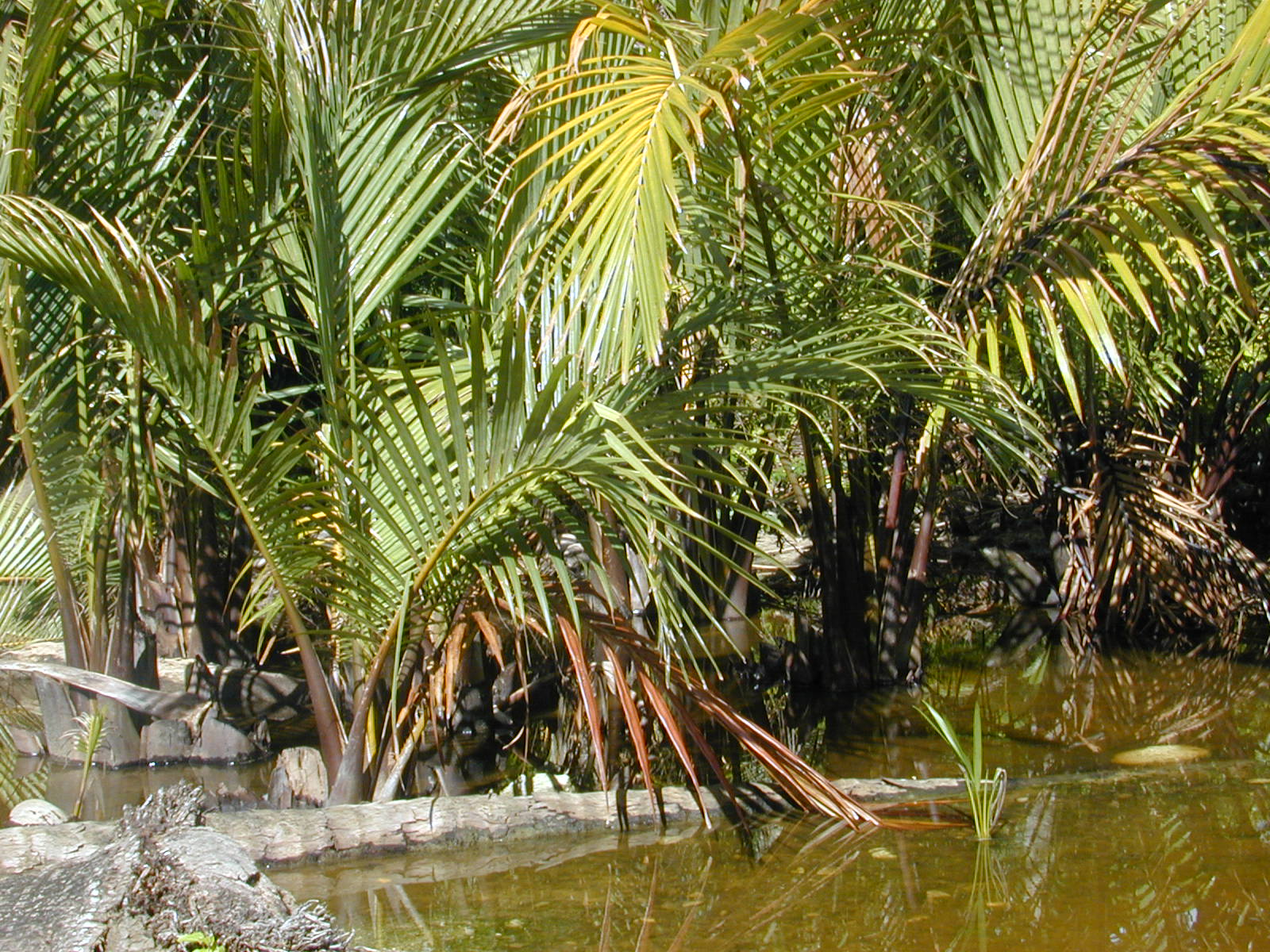 Nypa fruticans creciendo en su hábitat de manglar