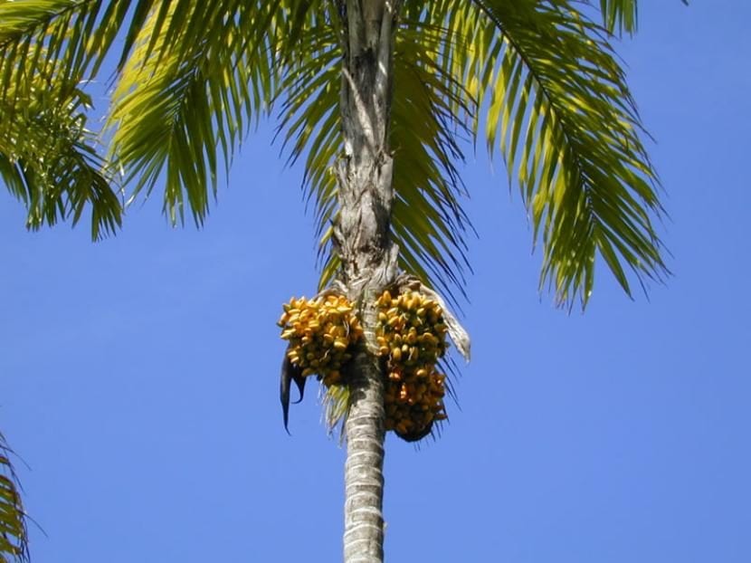 Palmera Bactris gasipaes con sus tallos múltiples y espinosos