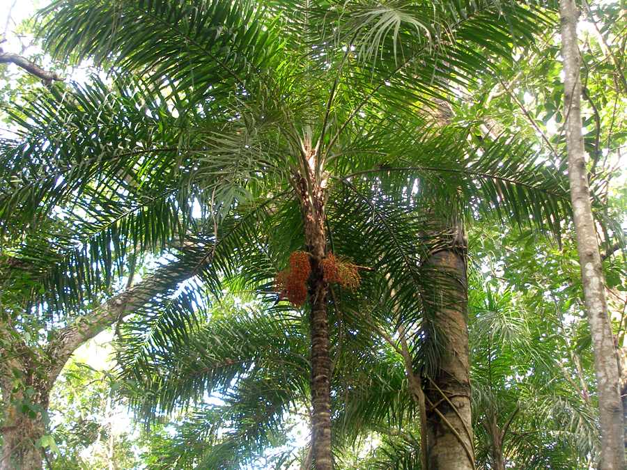 Bactris gasipaes o chontaduro: fruto, palmito y cultivo