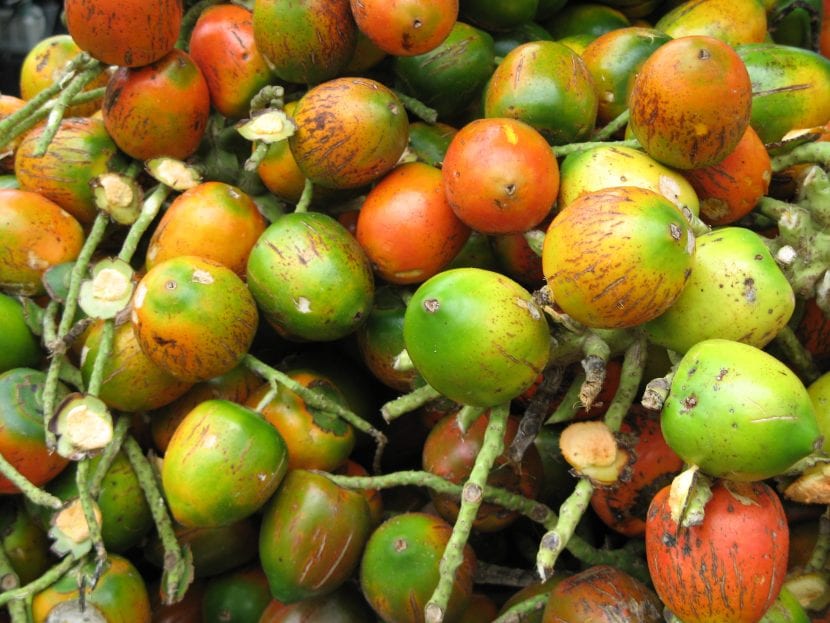 Frutos anaranjados de Bactris gasipaes o chontaduro