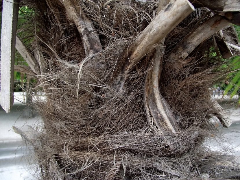 Detalle del tronco fibroso característico de la palmera china