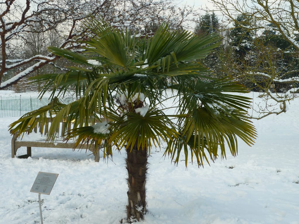 Palmera china (Trachycarpus fortunei): cultivo y frío