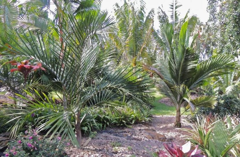 Cyphophoenix elegans: cultivo de la palmera neocaledonia