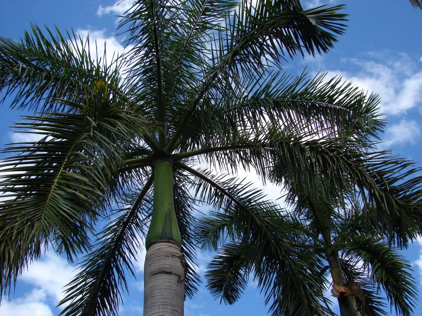 Palmera real cubana: cultivo, frío que aguanta y cuidados