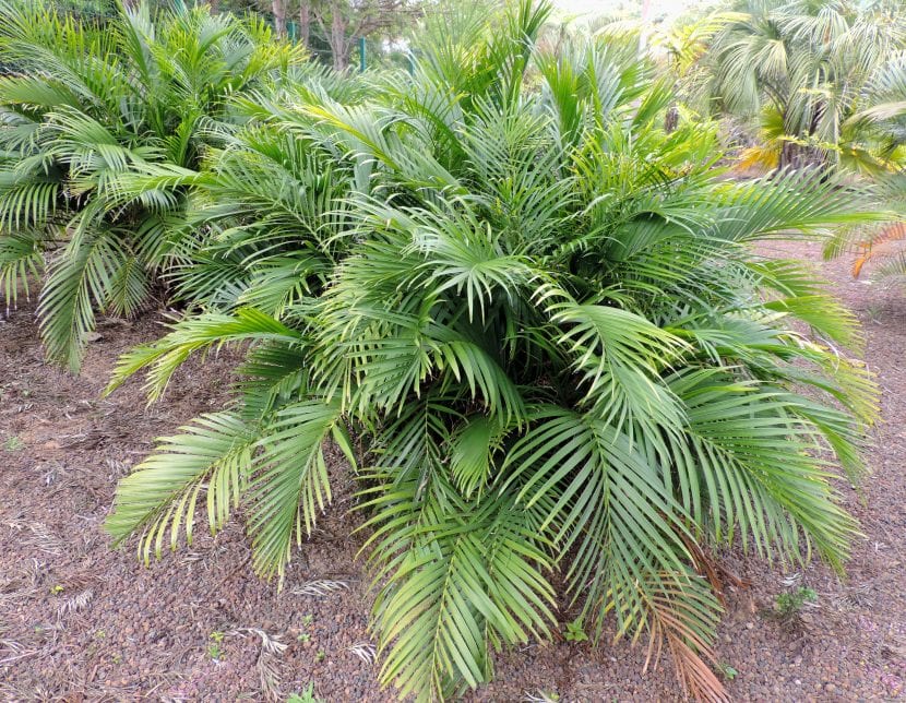 Mata de Chamaedorea cataractarum con sus varios tallos y hojas arqueadas
