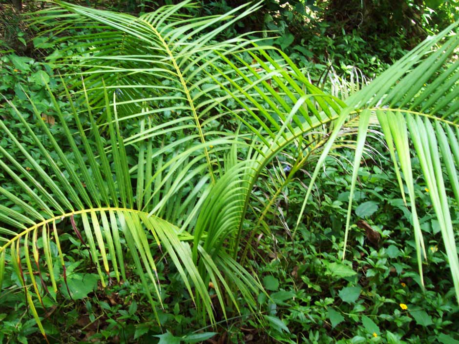 Palmeras acuáticas: especies que viven dentro del agua