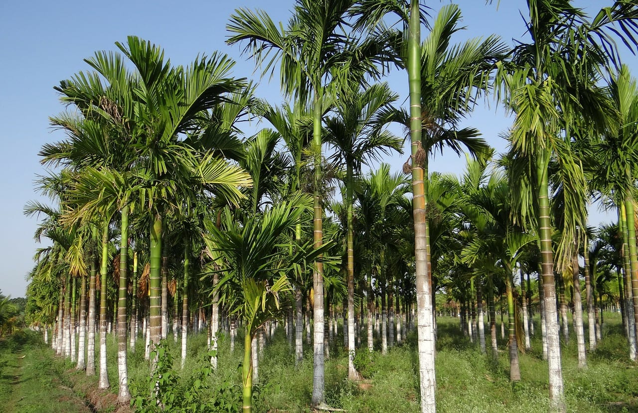 Palmeras Areca: especies, cultivo y cuidados reales