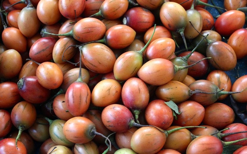 Semillas de areca listas para la siembra