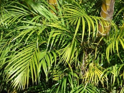 Mata de Dypsis lutescens con sus característicos tallos amarillentos