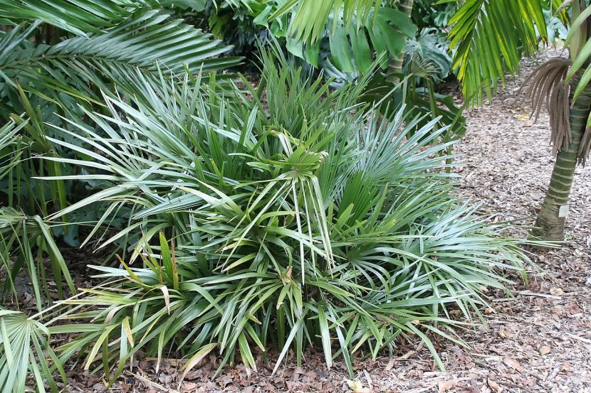 Ejemplar de Rhapidophyllum hystrix con sus hojas palmeadas