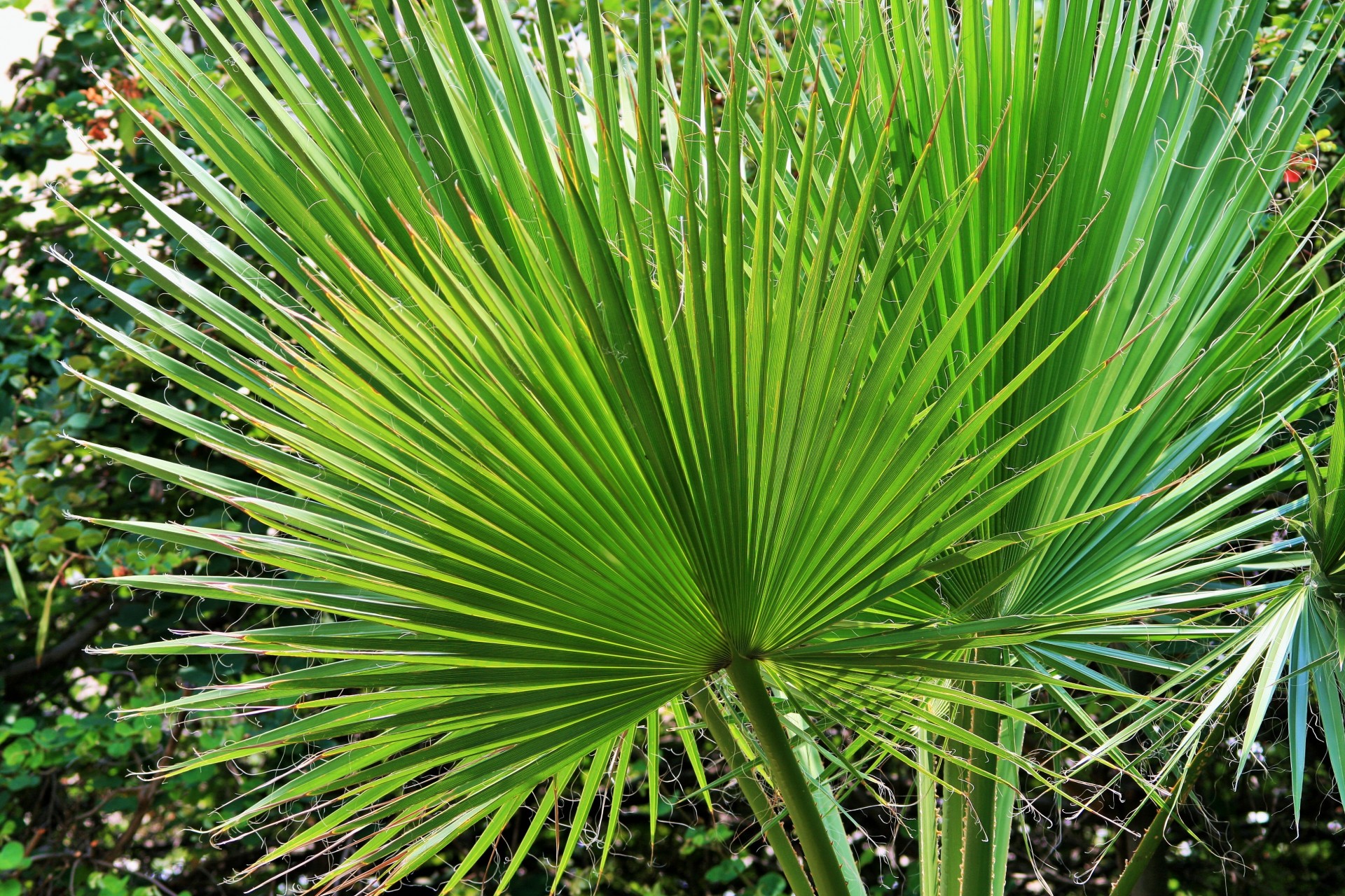 Palmeras resistentes al frío: especies y grados reales