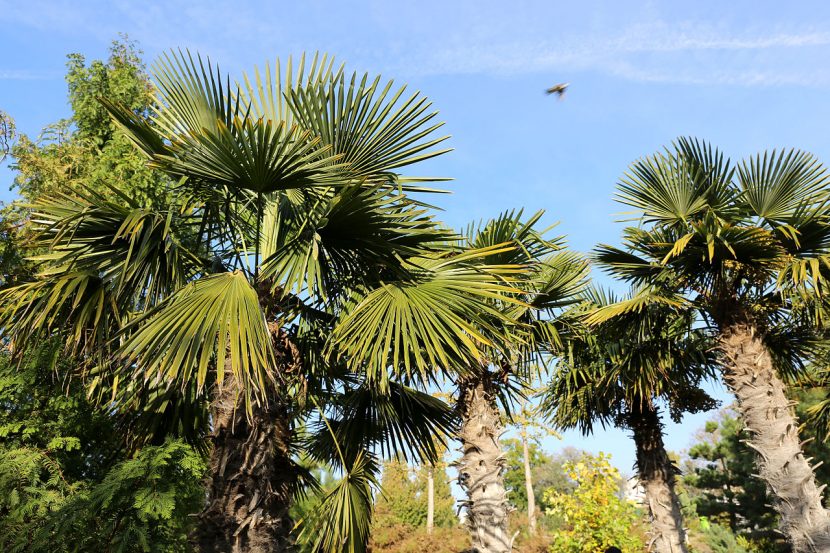 Trachycarpus fortunei con su tronco fibroso característico