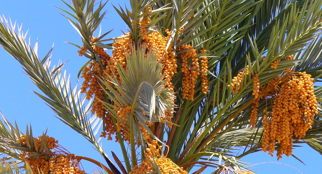 Racimos de dátiles entre las hojas de la palmera