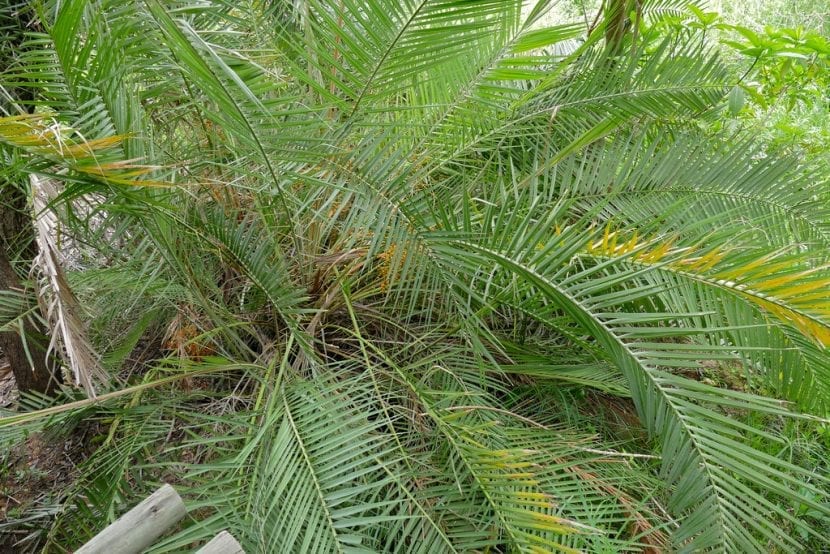 Corona de hojas arqueadas de Phoenix reclinata