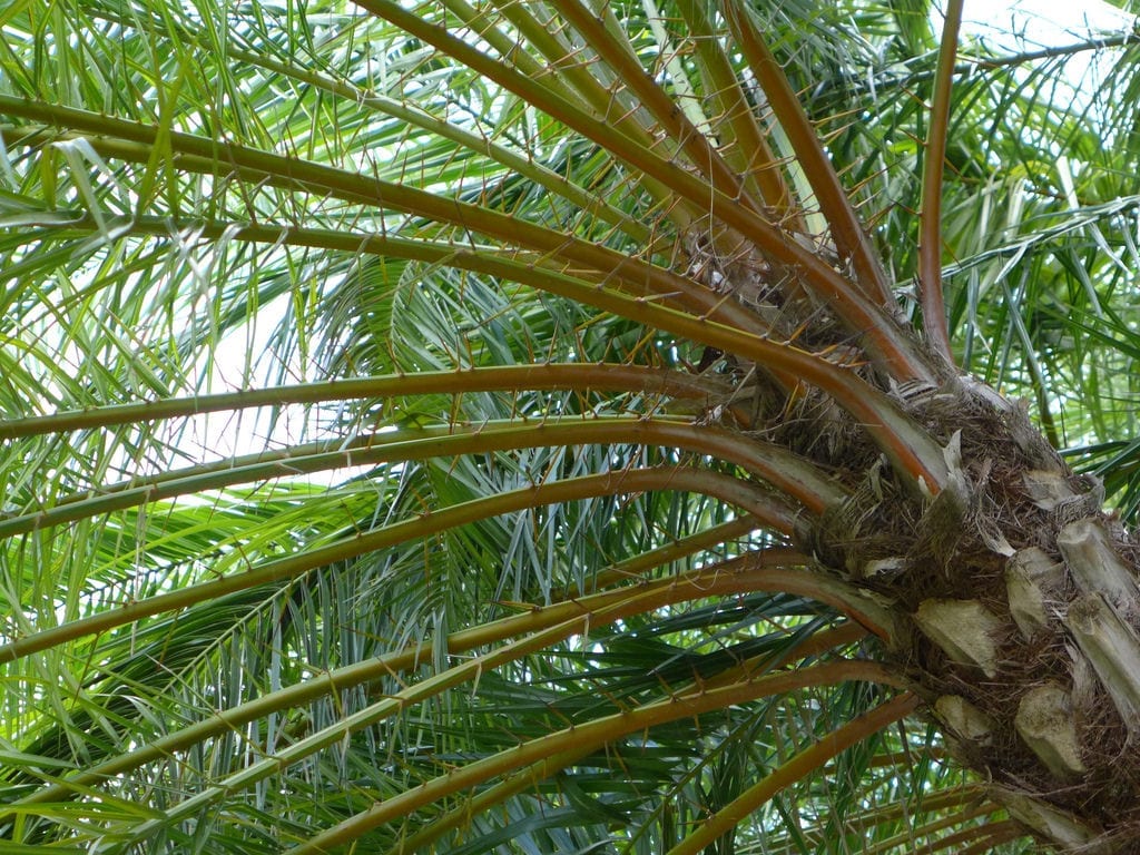 Phoenix reclinata: cultivo, poda y riesgos de la datilera africana