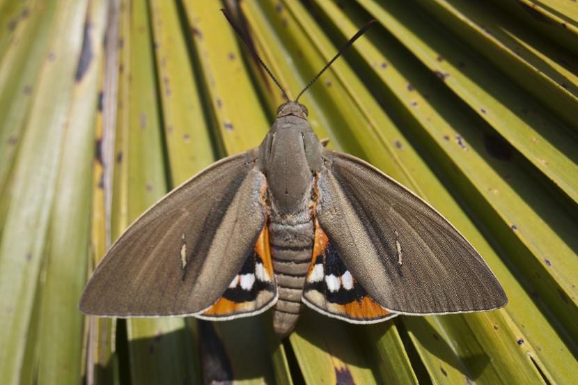 Paysandisia archon, mariposa barrenadora de las palmeras