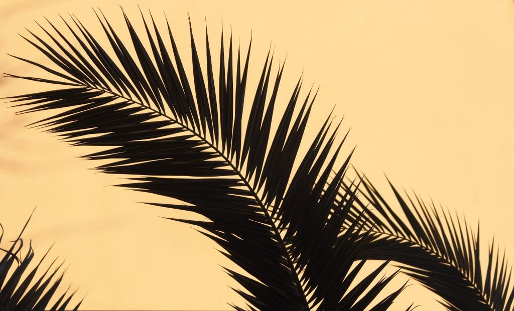 Palmeras Phoenix: especies, cultivo y plagas en España