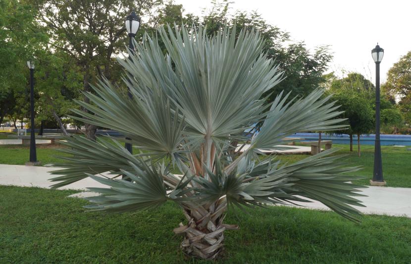 Palmera azul Brahea armata