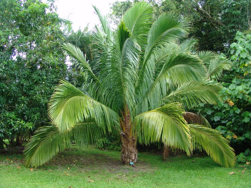 Problemas de las palmeras: plagas, hongos y carencias