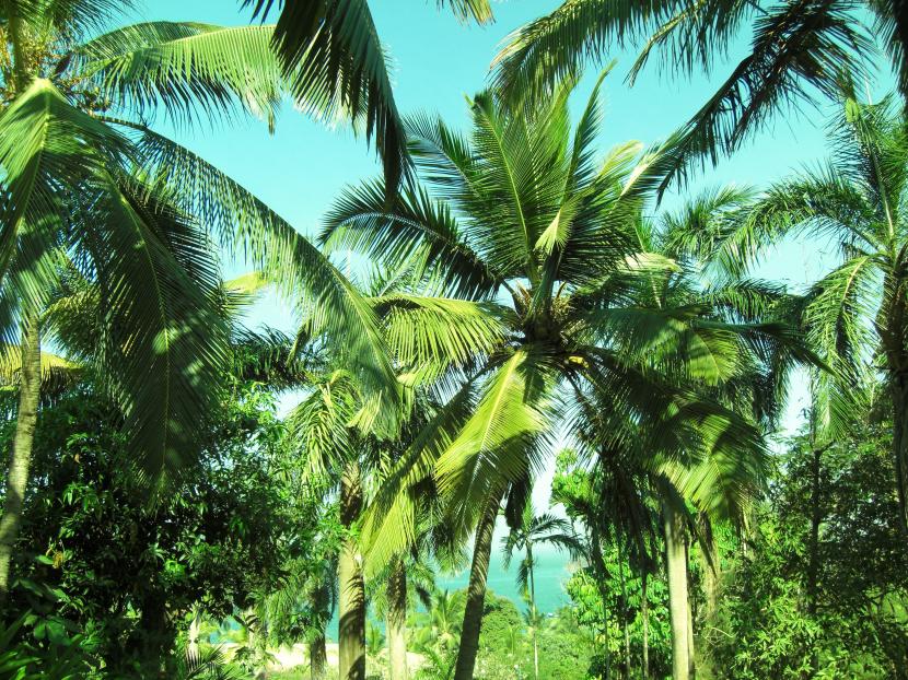 Grupo de palmeras adultas en un jardín