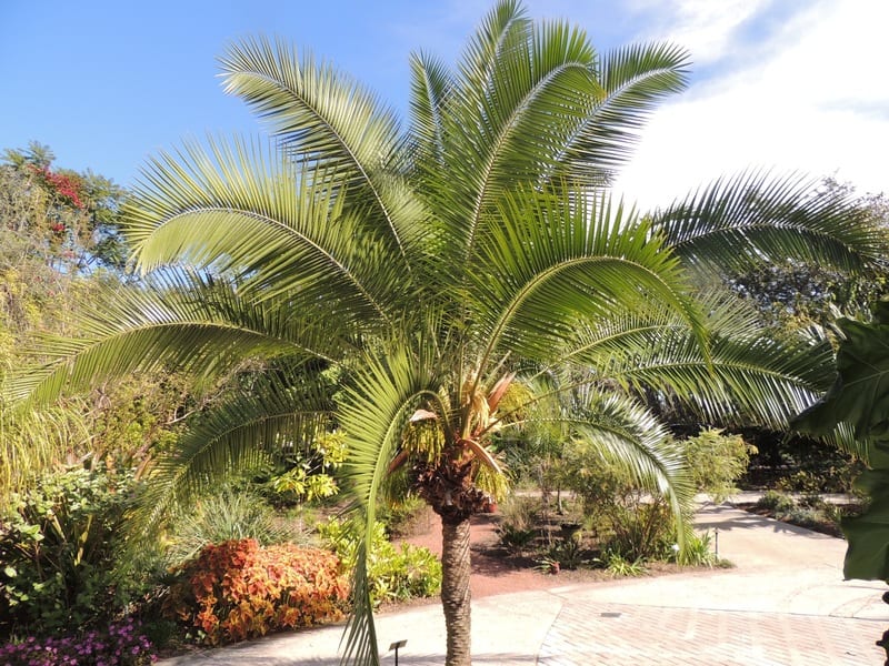 Palmera híbrida de Phoenix rupicola por Phoenix roebelenii
