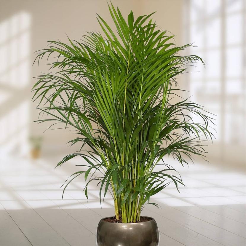 Ejemplar de Dypsis lutescens o palmera areca cultivado en maceta