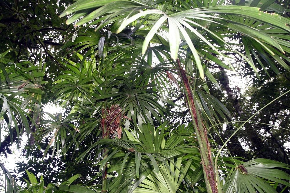 Detalle de las hojas palmadas de segmentos truncados de Rhapis excelsa