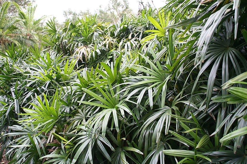 Rhapis excelsa: cuidados, riego, división y resistencia al frío