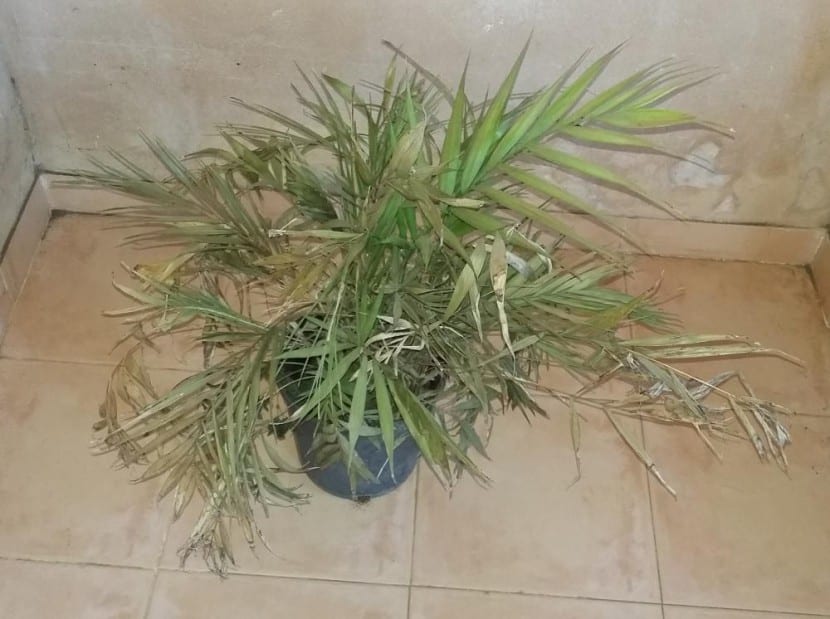 Palmera de interior con las hojas secas y amarillentas