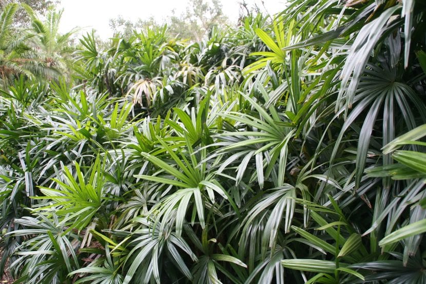 Rhapis excelsa, palmera bambú de interior, con varias cañas listas para dividir