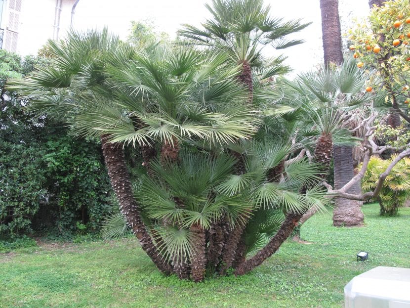 Chamaerops humilis, el palmito, formando mata con varios hijuelos en la base
