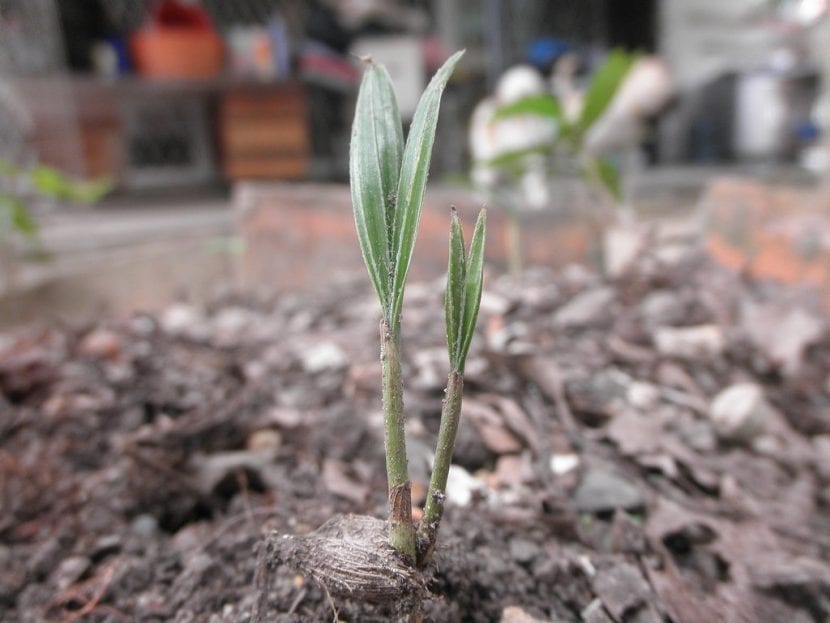 Semilla de palmera germinada con su primera raíz y la hoja inicial