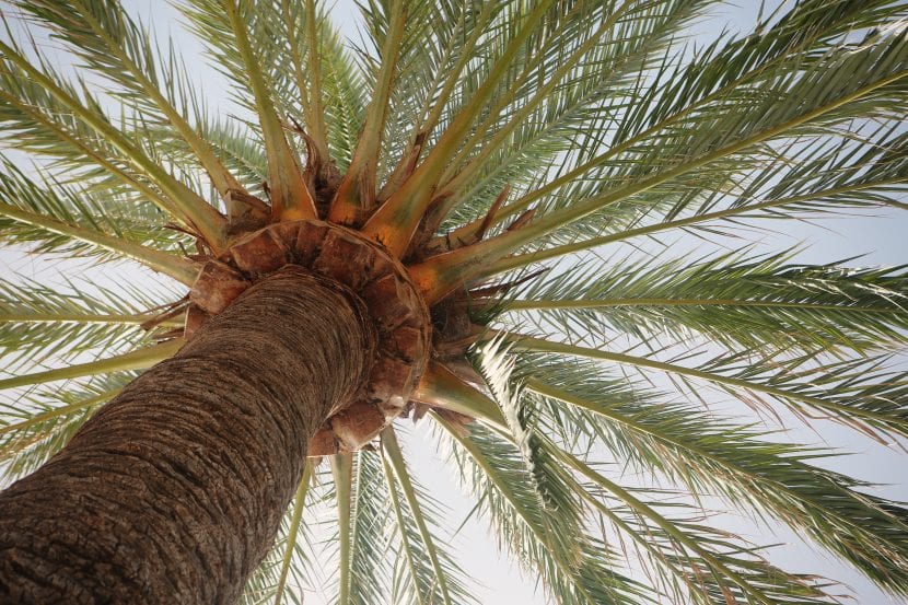 Racimo de dátiles de Phoenix dactylifera, fuente de semillas para siembra