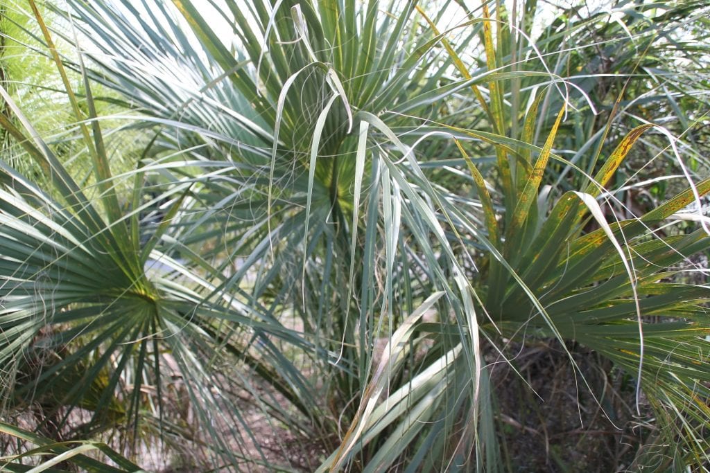 Hojas costapalmadas de Sabal palmetto con filamentos entre los segmentos