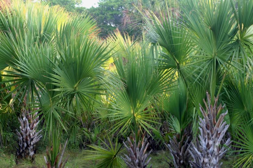 Sabal mexicana con hojas costapalmadas arqueadas