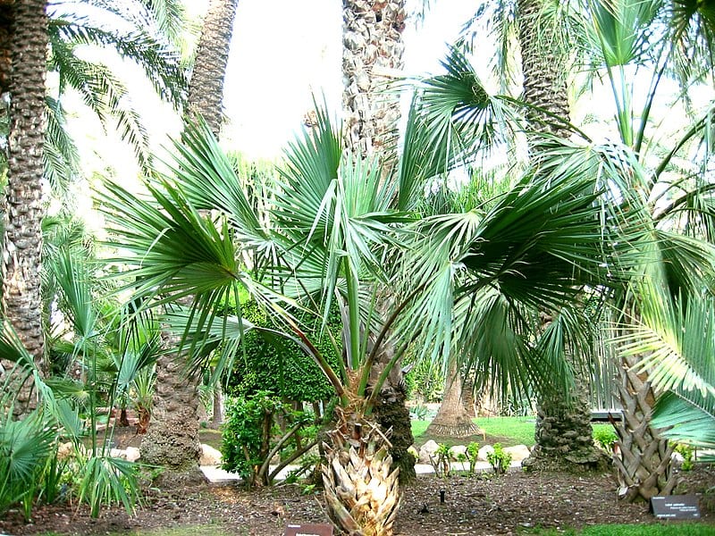 Palmera Sabal: especies, cultivo, poda y resistencia al frío